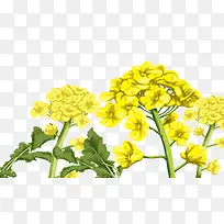 卡通黄色手绘油菜花-空若网 卡通黄色手绘油菜花-空若网