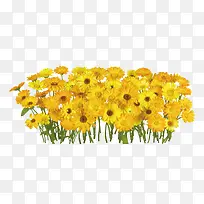 ÏÊ»¨»¨»Ü»¨²ÝÍ¼Æ¬ËØ²Ä-¿ÕÈôÍø ÏÊ»¨»¨»Ü»¨²ÝÍ¼Æ¬ËØ²Ä-¿ÕÈôÍø