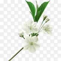 绿色春季美丽花朵小草-空若网 绿色春季美丽花朵小草-空若网