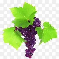 ����ʸ���ز�ֲ�ﻨ���ز�-������