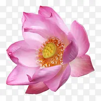 �ʻ������ز�-������