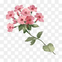 插画天竺葵-空若网 插画天竺葵-空若网