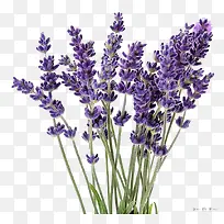 薰衣草装饰-空若网 薰衣草装饰-空若网