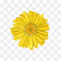 黄色的花-空若网 黄色的花-空若网