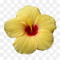 黄色的花-空若网 黄色的花-空若网