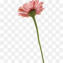 黄色水彩艺术花朵-空若网 黄色水彩艺术花朵-空若网