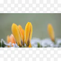 景深摄影黄色小花朵-空若网 景深摄影黄色小花朵-空若网