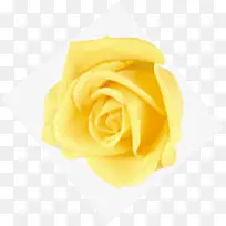 黄色时尚花朵玫瑰-空若网 黄色时尚花朵玫瑰-空若网