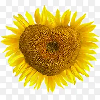 植物黄色爱心型花朵-空若网 植物黄色爱心型花朵-空若网