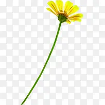 黄色水彩花朵景观-空若网 黄色水彩花朵景观-空若网