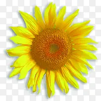 黄色淡雅时尚花朵植物-空若网 黄色淡雅时尚花朵植物-空若网