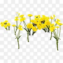 可爱黄色花朵装饰-空若网 可爱黄色花朵装饰-空若网