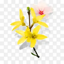 黄色唯美时尚花朵唯美-空若网 黄色唯美时尚花朵唯美-空若网