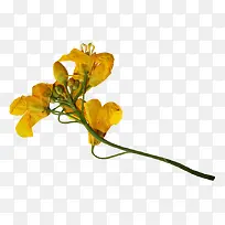 ��ɫ������֦��֦-������