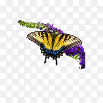 »ÆÉ«³á°òºûµûÀ¶É«»¨¶äËØ²Ä-¿ÕÈôÍø »ÆÉ«³á°òºûµûÀ¶É«»¨¶äËØ²Ä-¿ÕÈôÍø