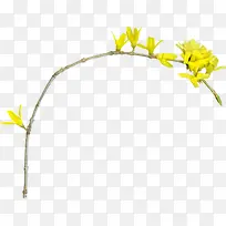 黄色花朵树枝-空若网 黄色花朵树枝-空若网