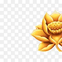 黄色时尚花朵荷花-空若网 黄色时尚花朵荷花-空若网