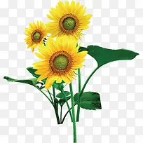 黄色时尚向日葵希望花朵-空若网 黄色时尚向日葵希望花朵-空若网