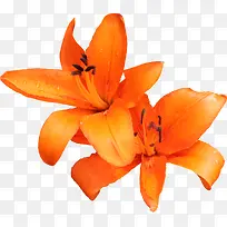 高清摄影黄色的花卉花朵-空若网 高清摄影黄色的花卉花朵-空若网