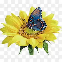 可爱黄色花朵蝴蝶-空若网 可爱黄色花朵蝴蝶-空若网