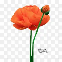 黄色可爱花朵花苞-空若网 黄色可爱花朵花苞-空若网