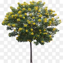 黄色盛开花朵大树-空若网 黄色盛开花朵大树-空若网
