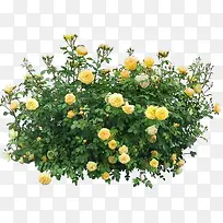 创意黄色花朵摄影-空若网 创意黄色花朵摄影-空若网