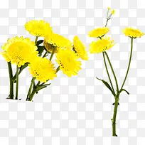 黄色时尚花朵插图-空若网 黄色时尚花朵插图-空若网