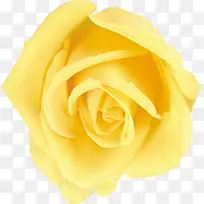 黄色唯美花朵可爱-空若网 黄色唯美花朵可爱-空若网