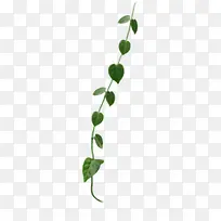 手绘绿色爱心藤蔓树叶-空若网 手绘绿色爱心藤蔓树叶-空若网