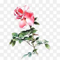 手绘水彩花朵-空若网 手绘水彩花朵-空若网