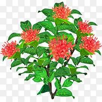 花树-空若网 花树-空若网