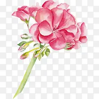 水彩花朵-空若网 水彩花朵-空若网