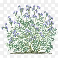 手绘薰衣草-空若网 手绘薰衣草-空若网