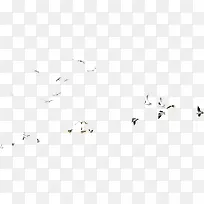 白色鸟漂浮素材-空若网 白色鸟漂浮素材-空若网