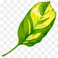 �ֻ�ˮ����Ҷ-������