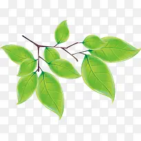 ��Ҷ�ز�-������