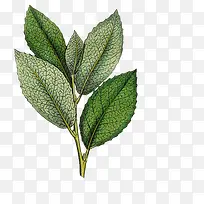 绿色的叶子-空若网 绿色的叶子-空若网