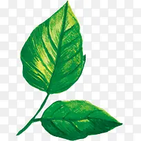 ��Ҷװ��-������