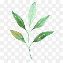 手绘水彩绿叶-空若网 手绘水彩绿叶-空若网