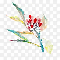 手绘枸杞-空若网 手绘枸杞-空若网