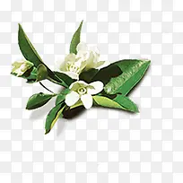 白色小花绿叶素材-空若网 白色小花绿叶素材-空若网