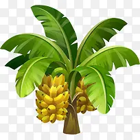 香蕉树-空若网 香蕉树-空若网