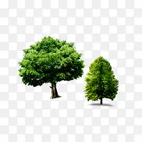 大树-空若网 大树-空若网