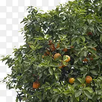 茂密的橘树-空若网 茂密的橘树-空若网