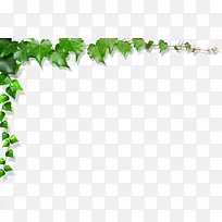 绿叶的边框-空若网 绿叶的边框-空若网