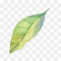 手绘水彩树叶-空若网 手绘水彩树叶-空若网