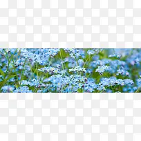 植物花卉背景-空若网 植物花卉背景-空若网