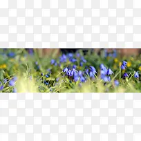 紫色花朵背景-空若网 紫色花朵背景-空若网