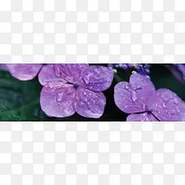 »¨»Ü±³¾°-¿ÕÈôÍø »¨»Ü±³¾°-¿ÕÈôÍø